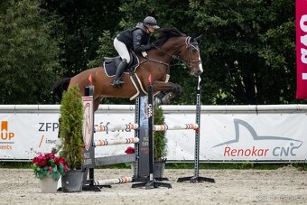 13ti letý valach ČT - 9