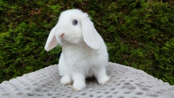 Zakrslý beránek, králíček, králík - TYMIÁN - 9
