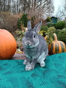 Zakrslý rex činčilový samička s PP 94b - 9