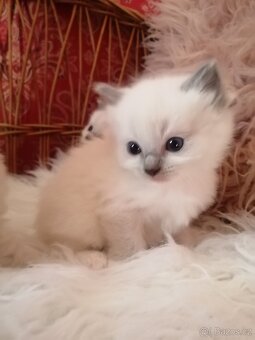 Ragdoll - 9
