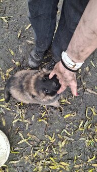 Šťěňata ovčáka - 9