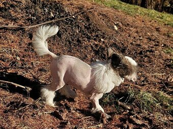 Čínský chocholatý pes - 9