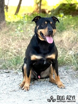 Dobrák Mayo hledá domov - 9