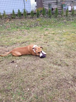 Americký stafordšírský teriér s PP - 9