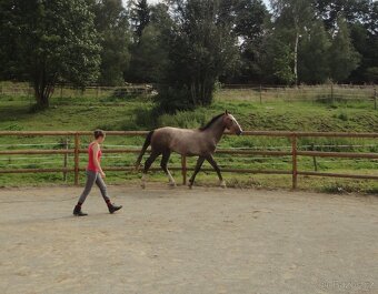 Ustájení koní na Šumavě - 9