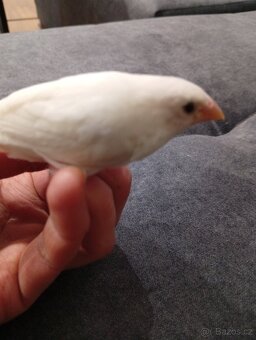 Amadina gouldova, astrild, amada, drobotina - 9