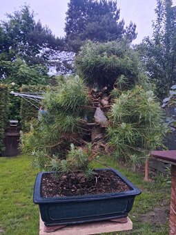 Bonsai Borovice - 9