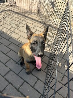 Belgický ovčák Malinois - 9