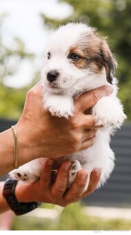Jack Russell teriér s PP - 9