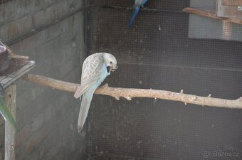 Prodám Rosela pestrá - 9