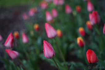 Objektiv Super Takumar 55mm f/2, m42 - 9