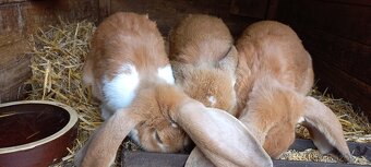 Francouzský  beran - 9