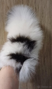 Pomeranian fenka s PP - 9