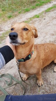 KUKY K ADOPCI - VESELÝ, HRAVÝ, ČEKÁ NA MILUJÍCÍ RODINU - 9