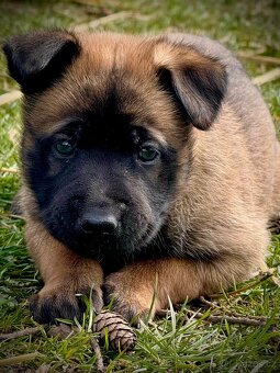 BELGICKÝ OVČÁK MALINOIS - ŠTĚŇATA - 9