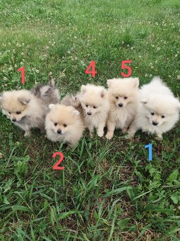 Špic pomeranian štěňátka - 9