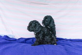 Cavapoo - 9