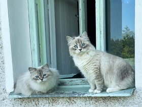 Sibiřská kočka - Něvská Maškaráda s PP - 9