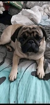 Tříletý Mops ke krytí - 9