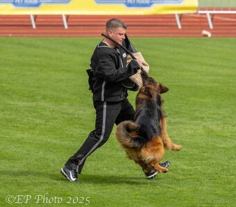 Německý ovčák s PP - 9