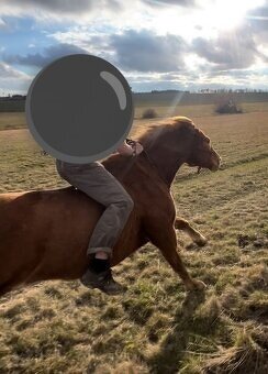 Vycvičený mladý valach - 9