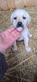 Štěňata labrador - 9