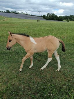 Americký paint horse valášek na prodej - 9
