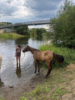 Lusitano hřebec PSL 1 a půl roku - 9