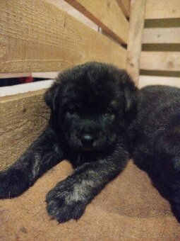 Fenky křížené akita inu - 9