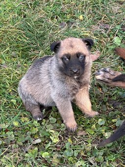 Belgický ovčák Malinois X německy ovčák - 9