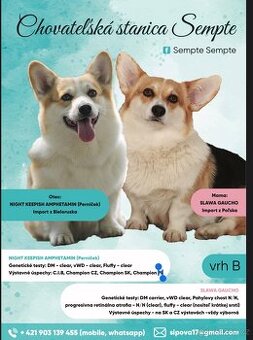 Welsh corgi pembroke s PP - 9