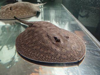 Potamotrygon scobina -rejnok - 9