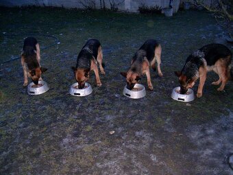 Německý ovčák štěňata - Rokycany - 9