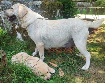 Labrador s PP, nádherná dvě světlá štěňátka, kluci - 9