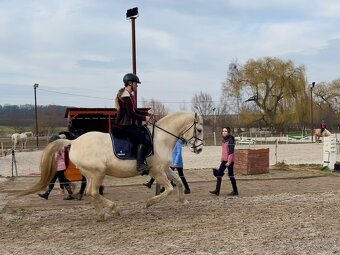Lusitano valach - 9