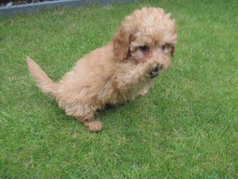 Maltipoo štěňátka - 9