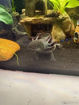 Prodám  Axolotla - Akvarium s vybavením - 9