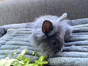Králíček sameček 🐇🍀 - 9