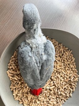 Žako Velký ručně dokrmená mláďata - 9