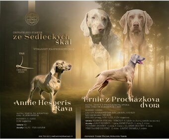 Výmarský ohař-Chovatelská stanice Ze Sedleckých skal - 9