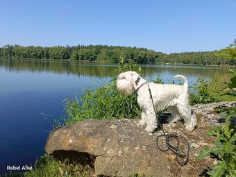 knírač malý bílý - krycí pes - 9