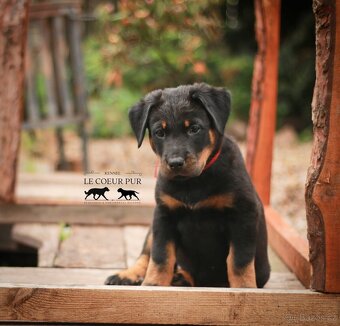 Beauceron - štěňátka k rezervaci - 9