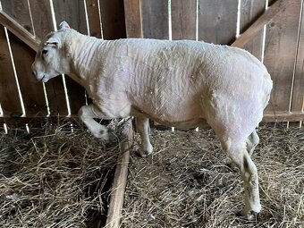 TEXEL BERAN, DOTAČNÍ, PLEMENNÝ, STÁŘÍ 3 ROKY - 9