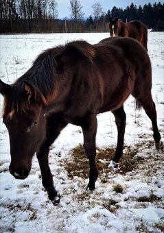 AQH smoky black klisna - 9