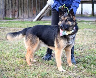 GRACIA K ADOPCI - 3,5 ROKU,KONTAKTNÍ,PŘÁTELSKÁ,HRAVÁ - 9