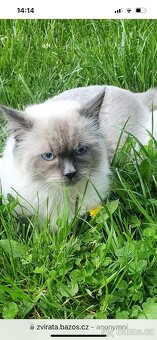 Ragdoll blue color koťátka - 9
