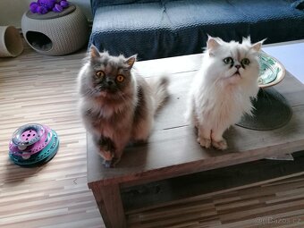 Perská koťátka - 9