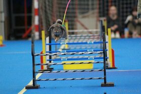 Předvedení králičího hopu - 9