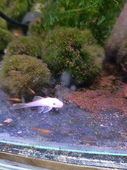 Prodej krevetek a doplňků - 9