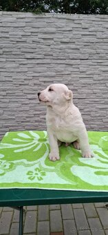 Středoasijsky pastevecky pes - 9